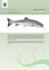 TRUCHA ARCOIRIS Rainbow trout RECOMENDADO