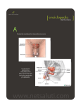 Anatomía reproductiva masculina(ilustración) pene, el escroto, las