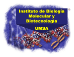 Instituto de Biología Molecular y Biotecnología UMSA