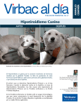 Hipotiroidismo Canino