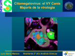 Citomegalovirus el vy canis majoris de la virología