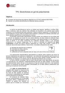 TP3: Electroforesis en gel de poliacrilamida